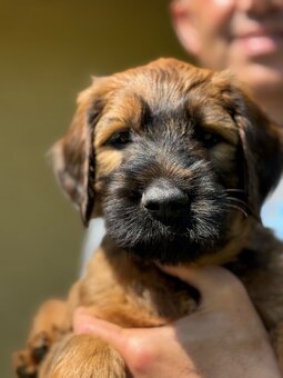 Briard s PP - 10