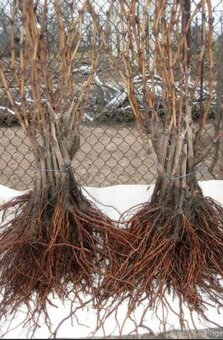 Sadenice viniča - 10