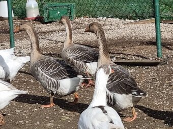 Tulúzska hus , Slovenská biela hus - 10