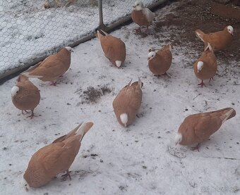 Slovenský Hrvoliak - 10