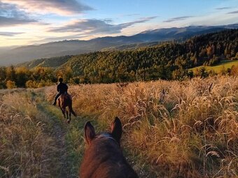 Ustajnenie ​🌿 Doprajte svojmu koňovi domov v srdci prírody - 10