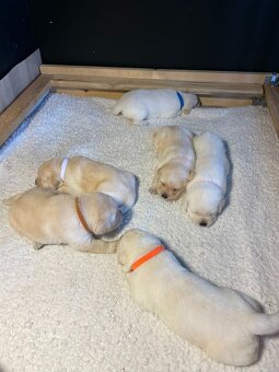 labradorský retriever FCI -zdravy šteniatka, otec Grand šamp - 10