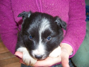 Border kolia čistokrvne šteniatka - 10