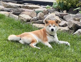 Shiba   s PP / FCI / - 10