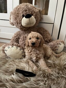 Goldendoodle F2 - 10