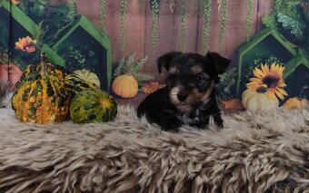Yorkshire terrier - 10