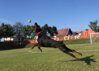 Doberman chovný pes - na krytie - 10