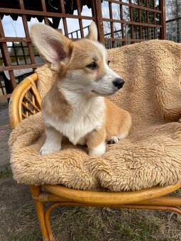 corgi - 10