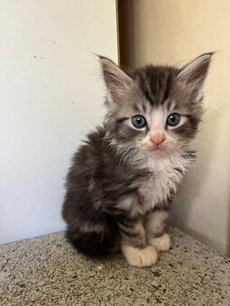 Maine coon mačiatka - 10