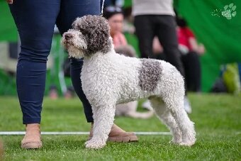 Lagotto romagnolo - psi - 10