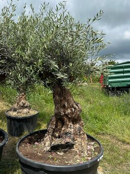 Predám Olivy Bonsai - 10
