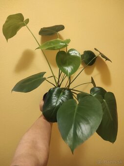 MONSTERA DELICIOSA - 10