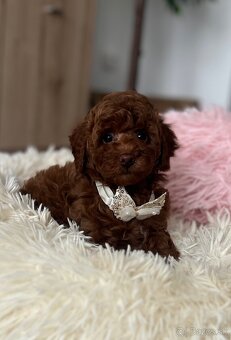 Toy uszkár , poodle , Pudel, pudlik - 10