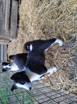 Šteňatá Karelsky Medvedí pes - 10