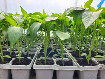 Predaj priesady sadenice planty chilli papriky - 10