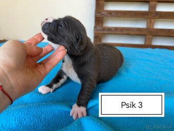 Šteniatka Americký stafordšírský teriér, staford, staffy - 10