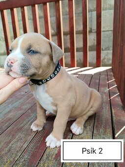 Šteniatka Americký stafordšírský teriér, staford, staffy - 10