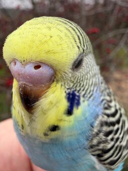 Andulka Maznačik - 10