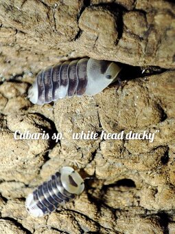 ❤️Exotické isopody - 10