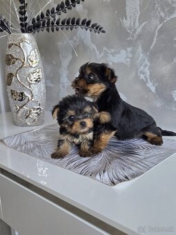 Yorkshirsky terier - 10