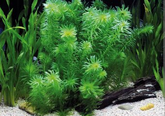 Akvarijne rastliny+Krevetky 12ks - 10