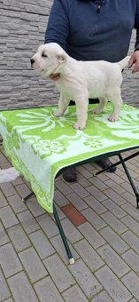 Stredoázijsky ovčiak - 10