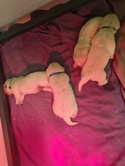 Zlatý retriever - šteniatka s preukazom pôvodu - 10