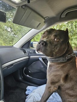 Šteniatká Amerického staffordshire teriéra - Blue - 10