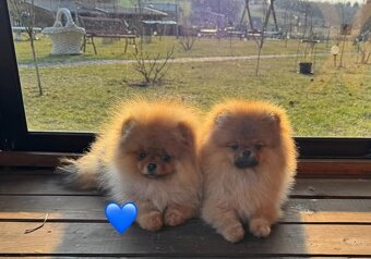 Pomeranian mini - 10