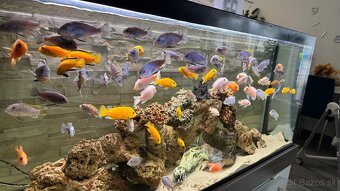 Africke cichlidy - 10