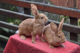 Predam Burgundsky - 10