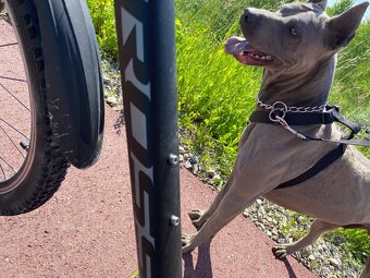 Predám Thai Ridgeback Dog, chovného psa FCI - 10