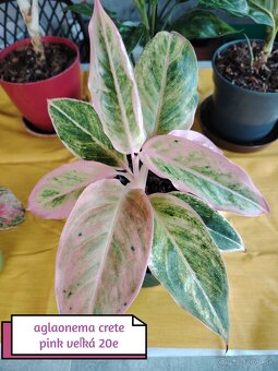 Phylodendron imperial red, konsetra anadnsoni mint - 10
