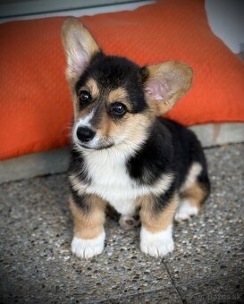 Welsh Corgi Pembroke - 10