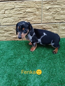 Jazveĉík trpaslicí - 10