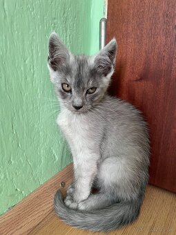 1/2 Mainská mývalia mačka/kocúr (Maine Coon) - 10