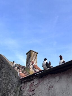 Holuby na predaj - 10