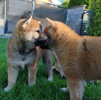 Shiba inu psýky s PP - 10