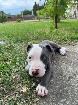 Amstaff , Ameriscky staford - 10