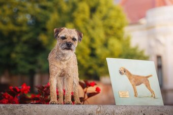 Border terrier - 10
