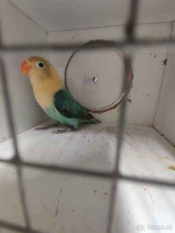 Agapornis fischeri - 10