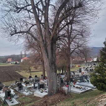 Rizikové rezanie stromov - 10