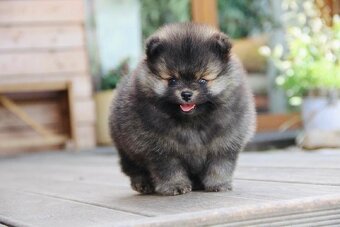 Pomeranian - mini velikost- PP/FCI - 10