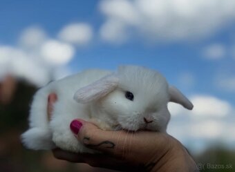 🐰MINILOP ZAKRSLÝ KRÁLIK🩷. - 10