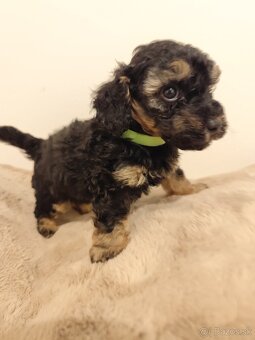 Pudel trpasličí - 10