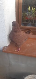 Americký King 2024. - 10