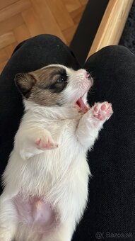 Jack Russell Terrier s pp - 10