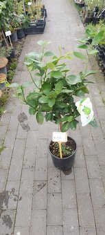 citrusy a palmy - 10