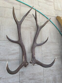 Zhody, parohy, parozie,trofej - 10