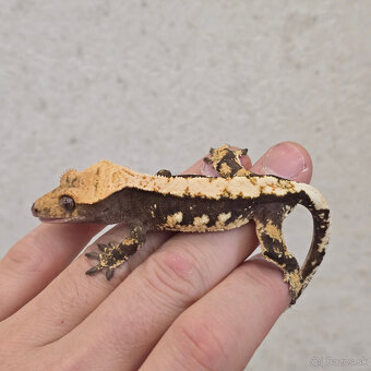 Pagekon riasnaty - C. ciliatus - 10